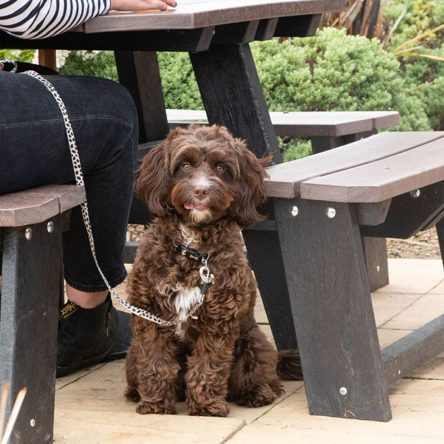 Your local dog friendly pub in St Ives